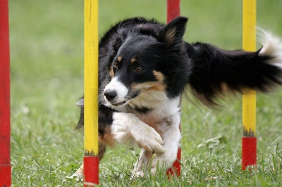 Il cane di agility: la conformazione