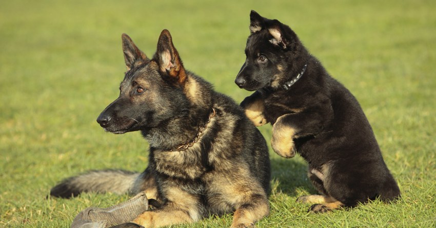 L’età del cane e l’attività sportiva